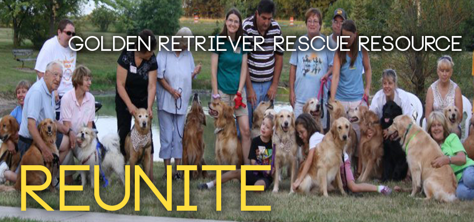 Vote for your favorite photo to win the Golden Retriever Rescue calendar contest