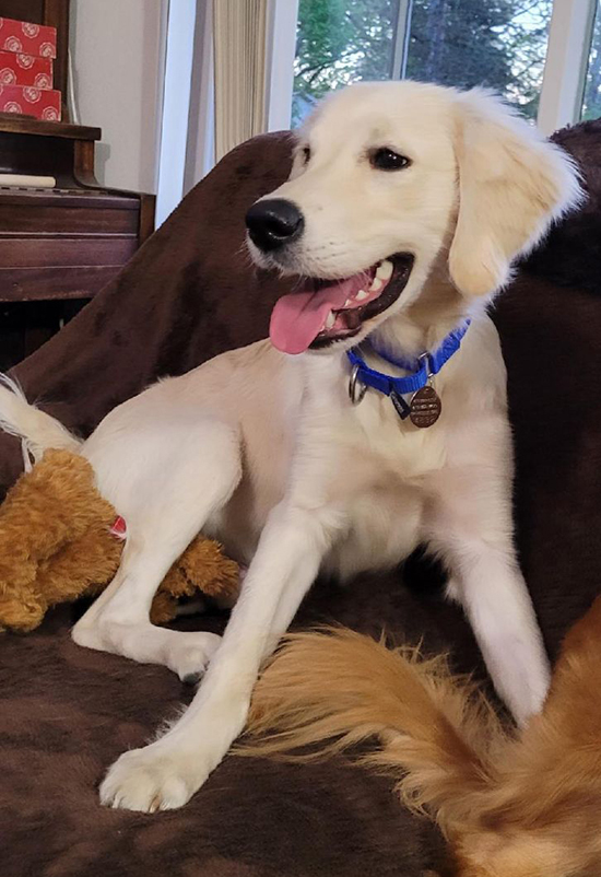 Kaash is an English Cream Golden Retriever puppy available for adoption from Golden Retriever Rescue Resource, serving Ohio, Michigan and Indiana.