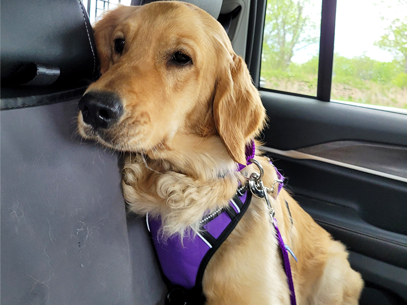 Bessie is a golden retriever for adoption from Golden Retriever Rescue Resource
