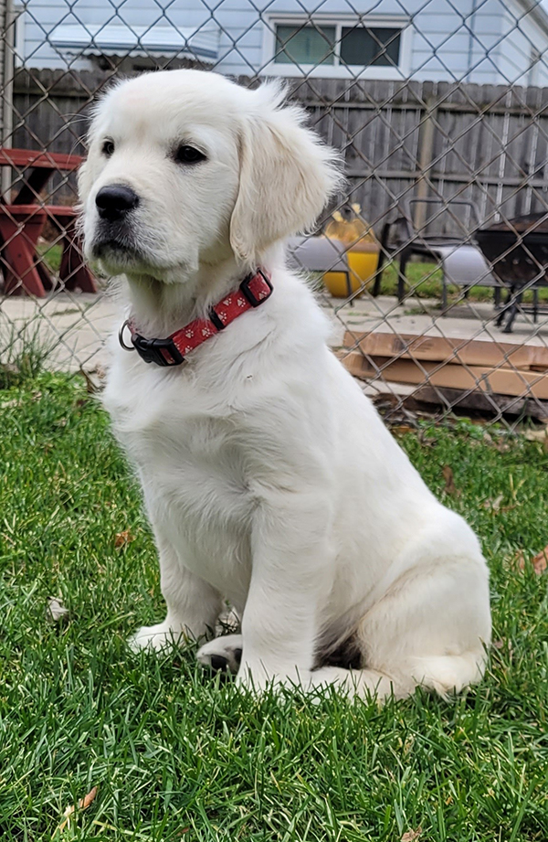 Hope is an English Cream Golden Retriever puppy for adoption from Golden Retriever Rescue Resource