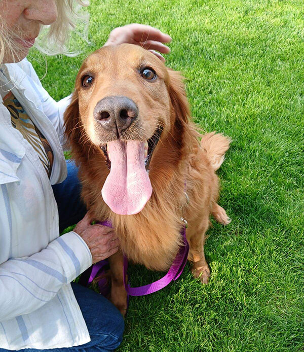 Skye is a female golden retriever for adoption from Golden Retriever Rescue Resource, serving select areas of Ohio, Michigan and Indiana for golden retriever adoptions.