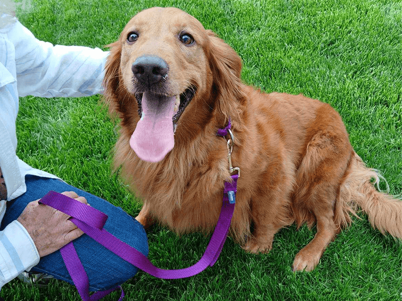 Skye is a golden retriever for adoption from Golden Retriever Rescue Resource in Toledo OH.