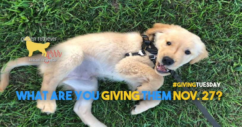 Donate on Giving Tuesday, November 27th and help golden retriever dogs during #givingtuesday.