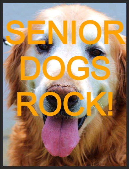 senior golden retriever dogs rock