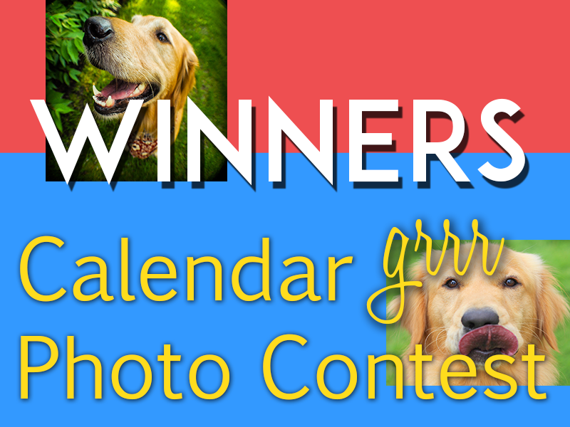 Vote for your favorite Golden Retriever to be featured in our 2019 Golden Retriever Calendar. Winning golden retrievers are featured in our 2019 golden retriever calendar.