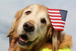 golden_retriever_with_american_flag
