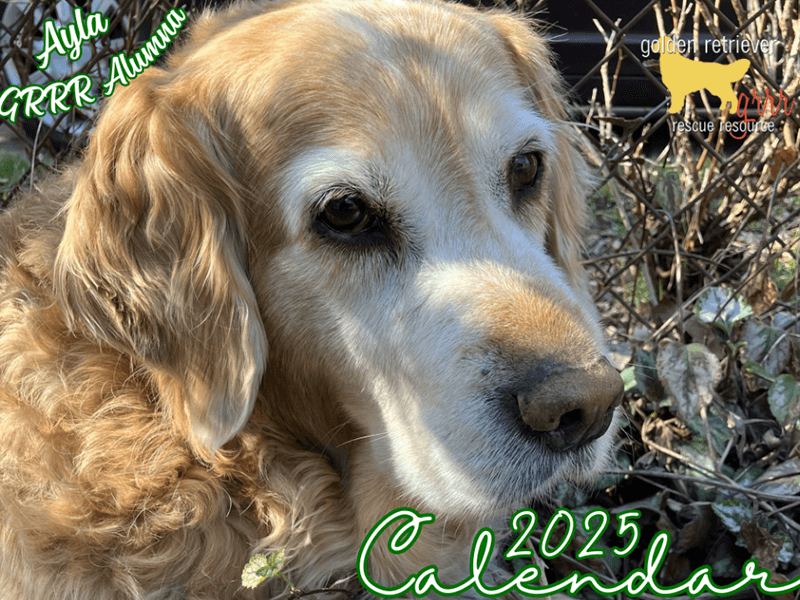 Buy 2025 golden retriever calendar