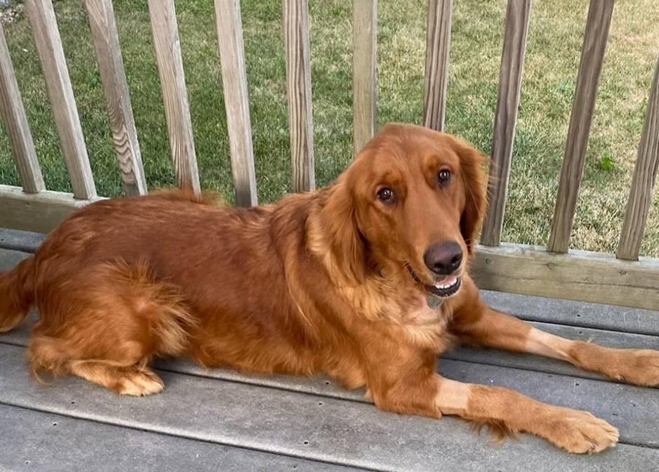 Indy, a golden retriever for adoption in Toledo Ohio from Golden Retriever Rescue Resouce