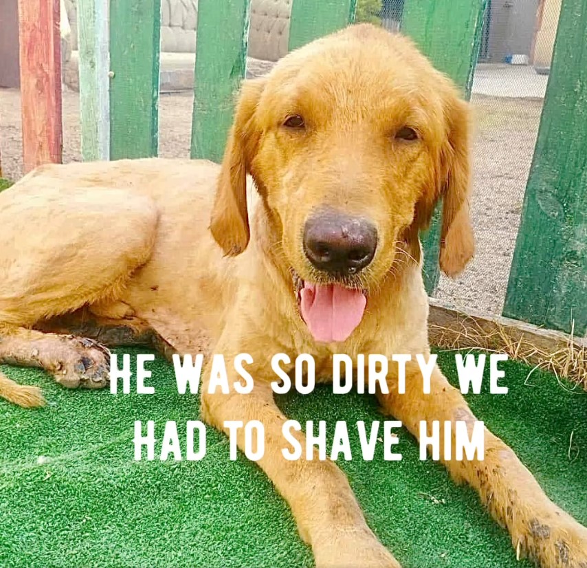 Kipper a golden retriever for adoption. Photo of Kipper shaved down from dirt that covered him upon rescue. 