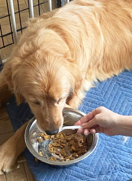 Millie trying to eat her kibble while going through treatment for heartworm
