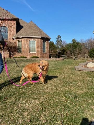 Millie a golden retriever for adoption from Golden Retriever Rescue Resource, serving Ohio, Michigan and Indiana.