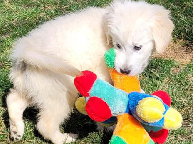 Aspen is an English Cream Golden Retriever Puppy for adoption from Golden Retriever Rescue Resource
