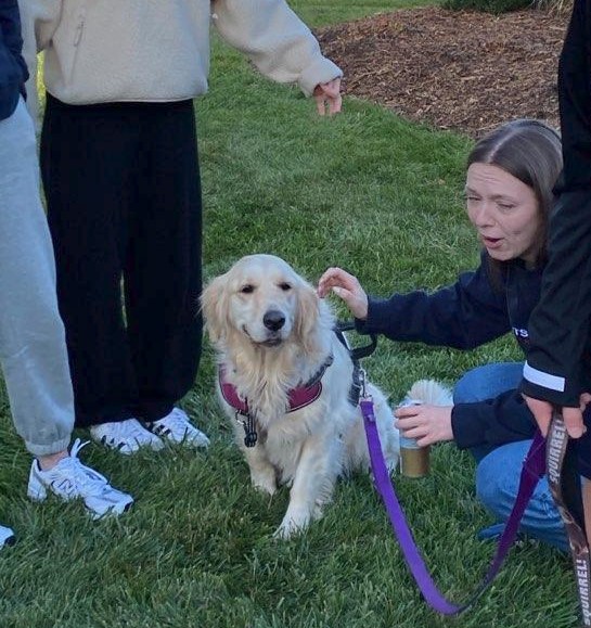 Clover after one of her 5K runs with foster mom. Clover is a golden retriever rescued from a puppy mill and ready for adoption at Golden Retriever Rescue Resource.