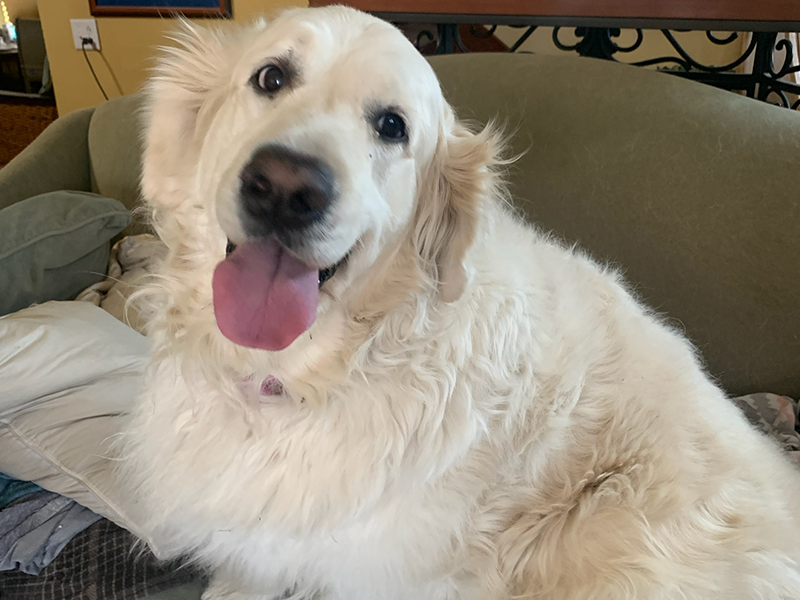 Daisy is a golden retriever puppy for adoption from Golden Retriever Rescue Resource