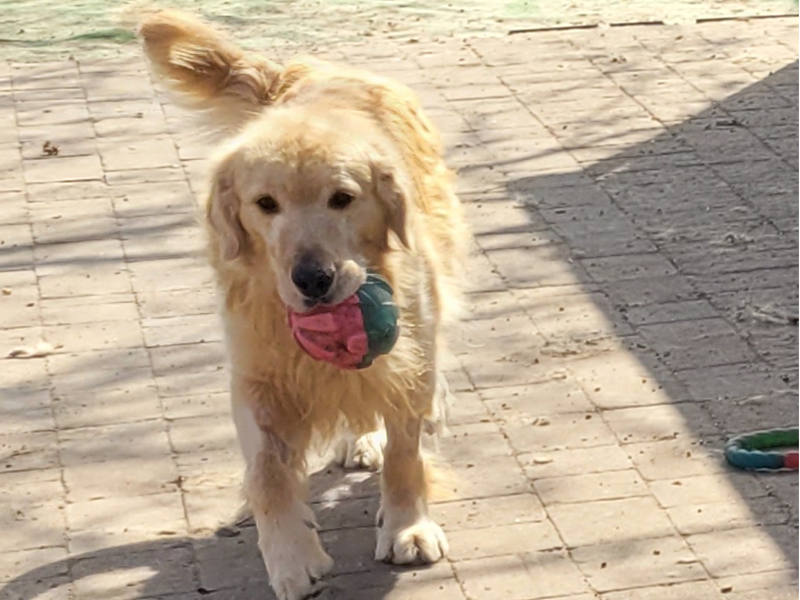 Duke is a golden retriever for adoption from Golden Retriever Rescue Resource
