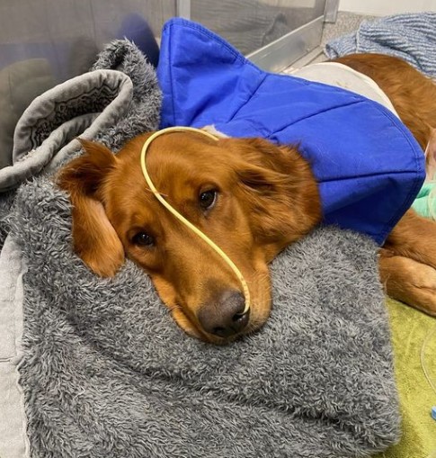 Indy recoverying from surgery. A golden retriever for adoption from Golden Retriever Rescue Resource