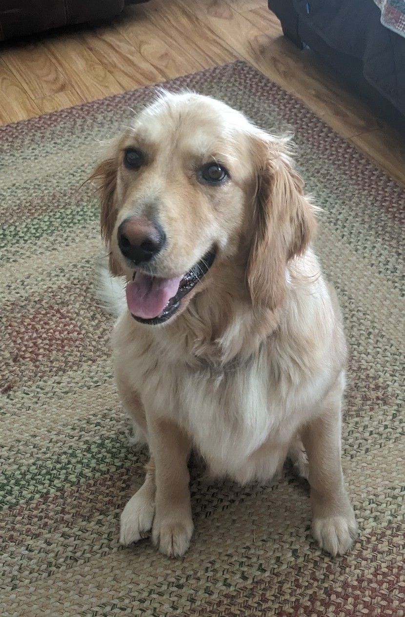 Maddy is a Golden Retriever for adoption from Golden Retriever Rescue Resource