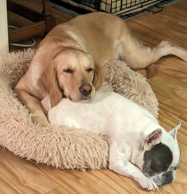 Maddy a golden retriever for adoption asleep with her foster pal Frenchie.
