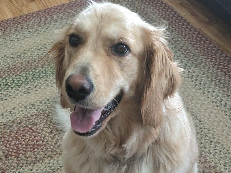 Maddy is a female golden retriever for adoption from Golden Retriever Rescue Resource