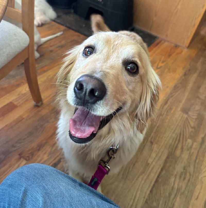 Melody is a golden retriever for adoption from Golden Retriever Rescue Resource, serving Ohio, Michigan and Indiana.