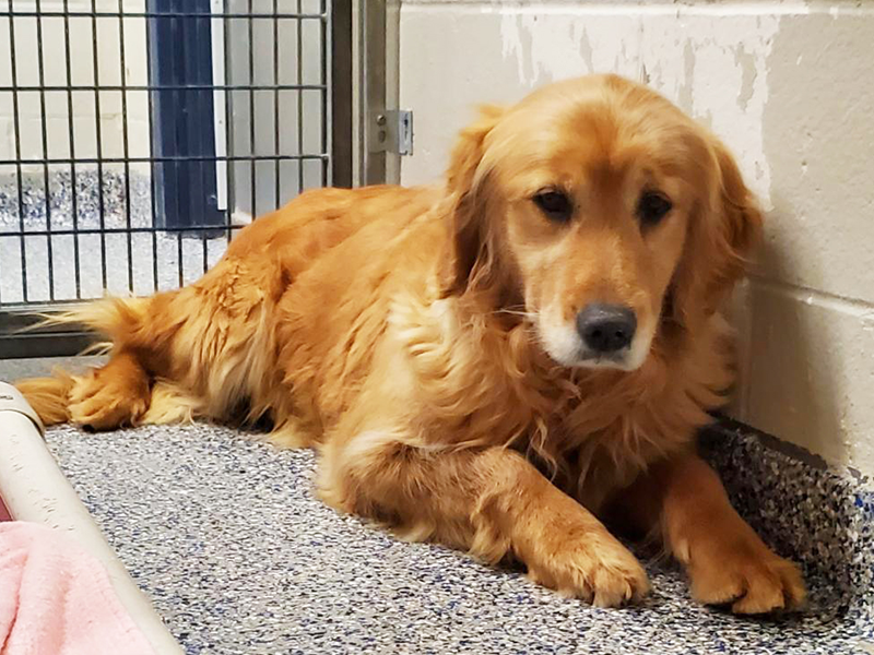 Millie is a golden retriever for adoption from Golden Retriever Rescue Resource