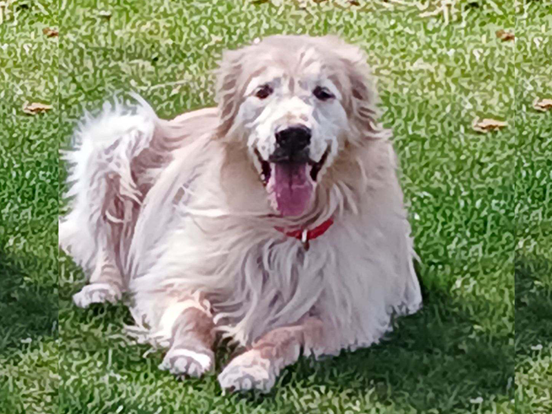 Mo is a golden retriever puppy for adoption from Golden Retriever Rescue Resource