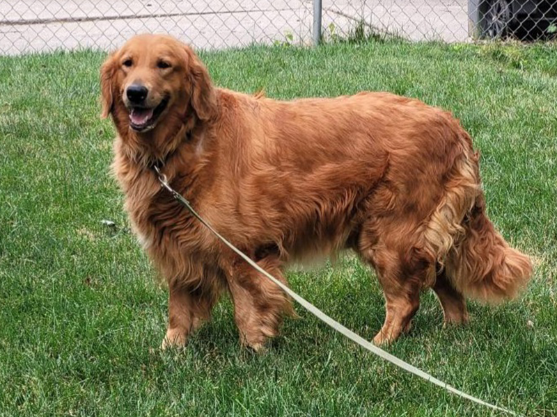 Nutmeg is a golden retriever for adoption from Golden Retriever Rescue Resource in Toledo OH.