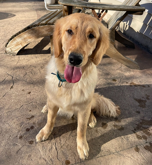 Oakley is a female golden retriever puppy available for adoption from Golden Retriever Rescue, serving Ohio, Michigan and Indiana.