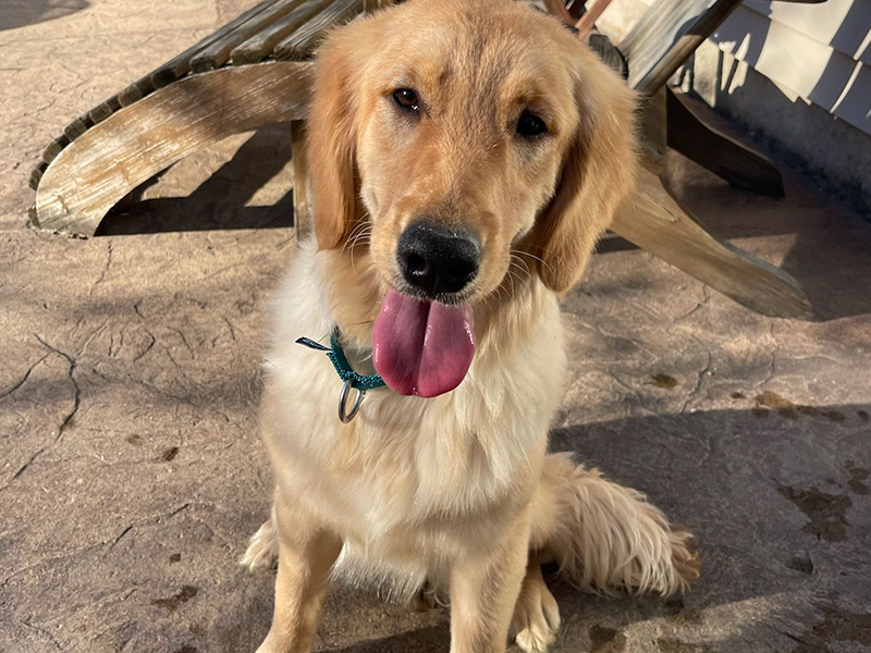 Oakley is a golden retriever puppy for adoption from Golden Retriever Rescue Resource