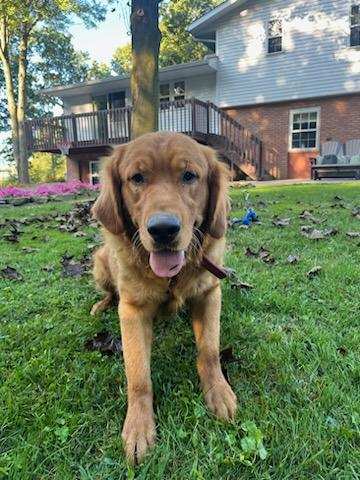 Phoenix, playing outside. A golden retriever for adoption from GRRR in Toledo Ohio.