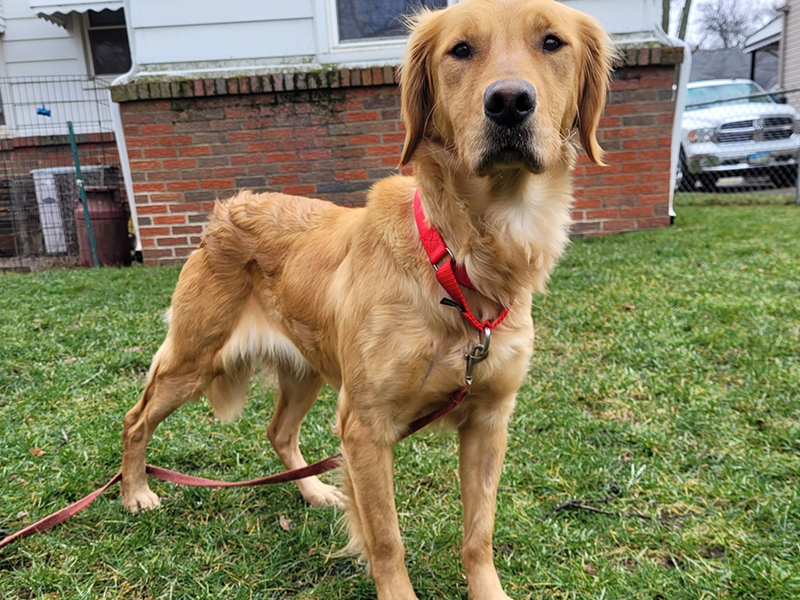 Windy is a golden retriever for adoption from Golden Retriever Rescue Resource