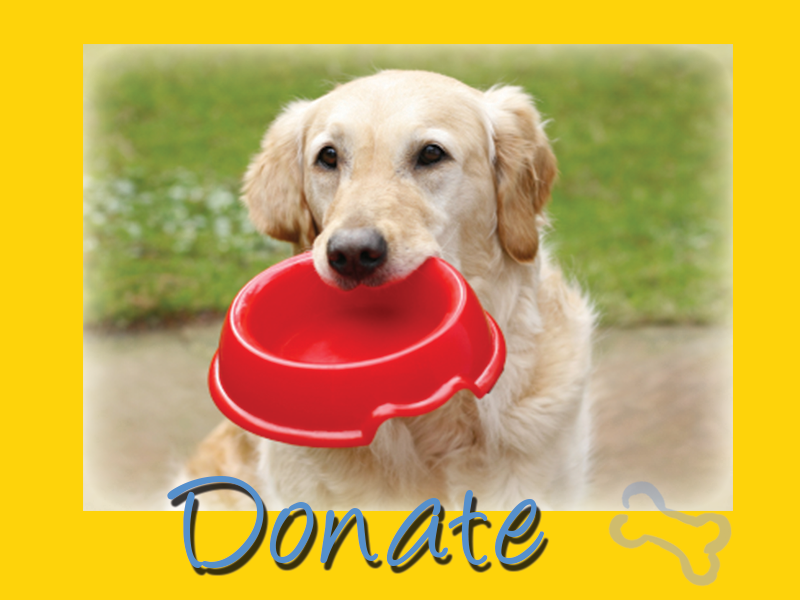 Donate to Golden Retriever Rescue Resource graphic