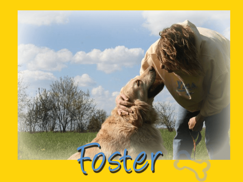 Foster a golden retriever - Golden Retriever Rescue Resource needs foster homes. 
