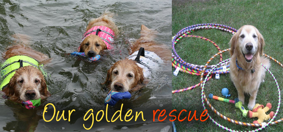 rescued golden retrievers
