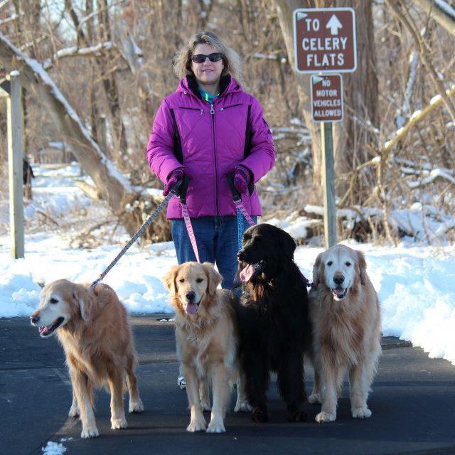 foster mom walking golden retriever dogs