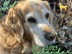 Buy a 2025 Golden Retriever Calendar