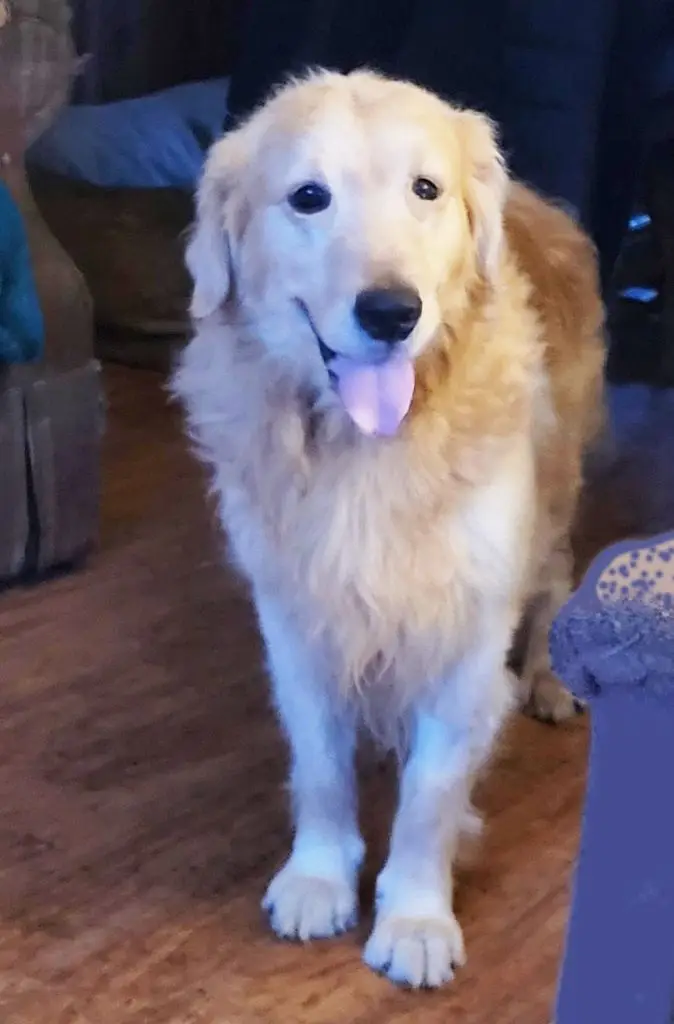 Duke-golden-retriever-for-adoption