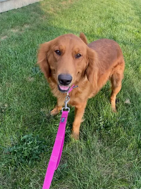 indy-golden-retriever-for-adoption