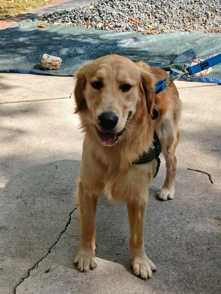 magic-golden-retriever-for-adoption