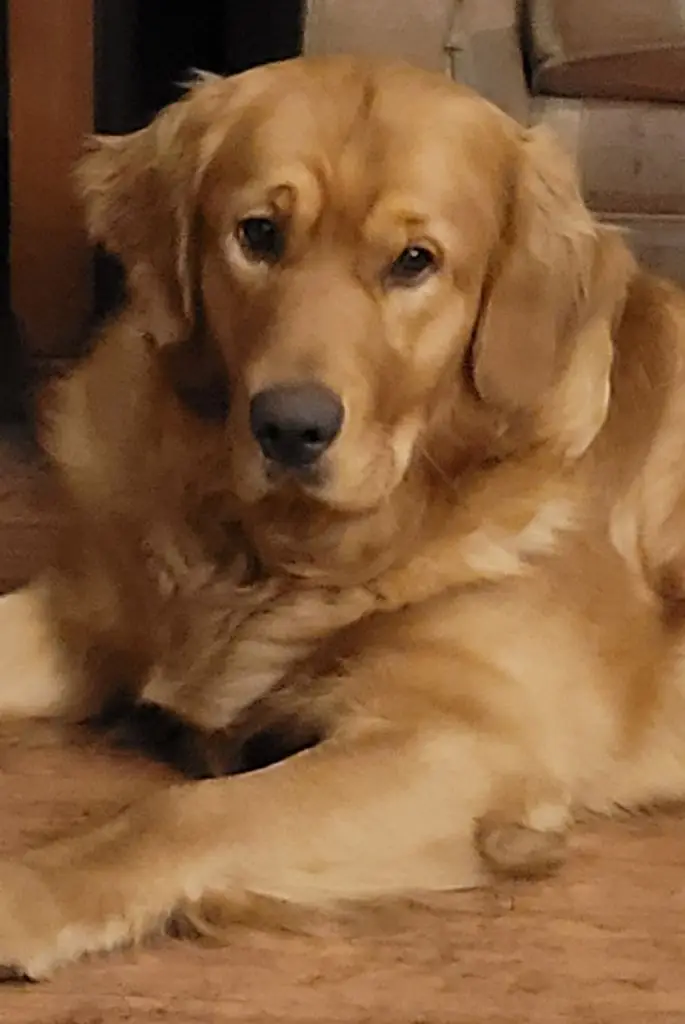 phoenix-golden-retriever-for-adoption