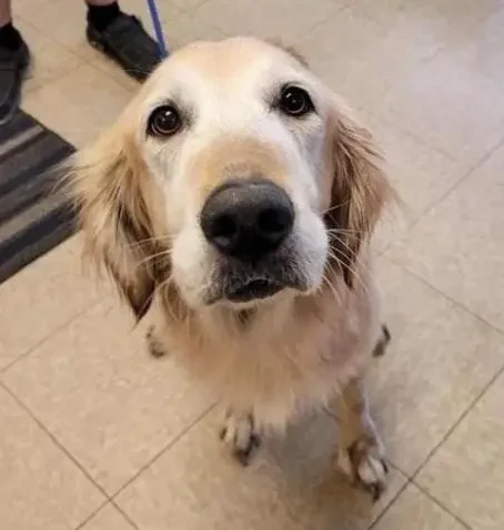 Poppy-golden-retriever-for-adoption-2