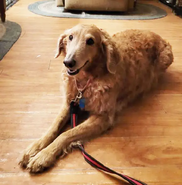 Scarlett-golden-retriever-for-adoption