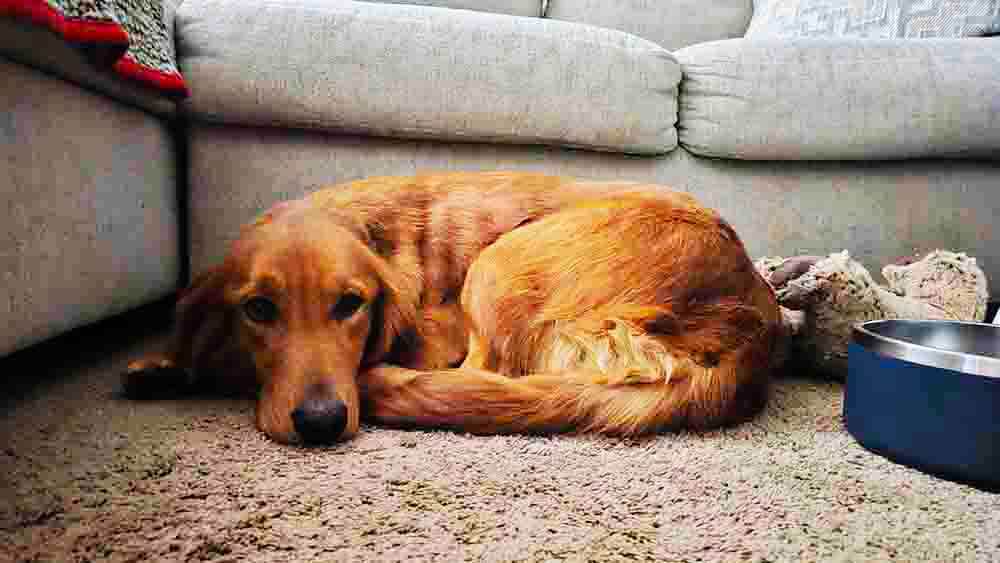 stella-golden-retriever-for-adoption