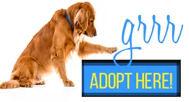 adopt-a-golden-retriever-here