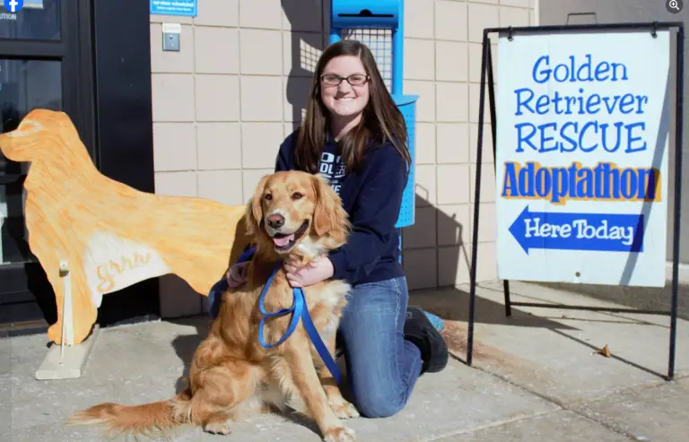 foster-mom-with-adoptable-golder-retriever-at-adoption-event