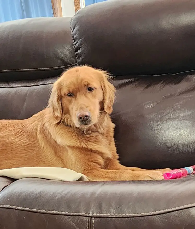 aggie-golden-retriever-for-adoption