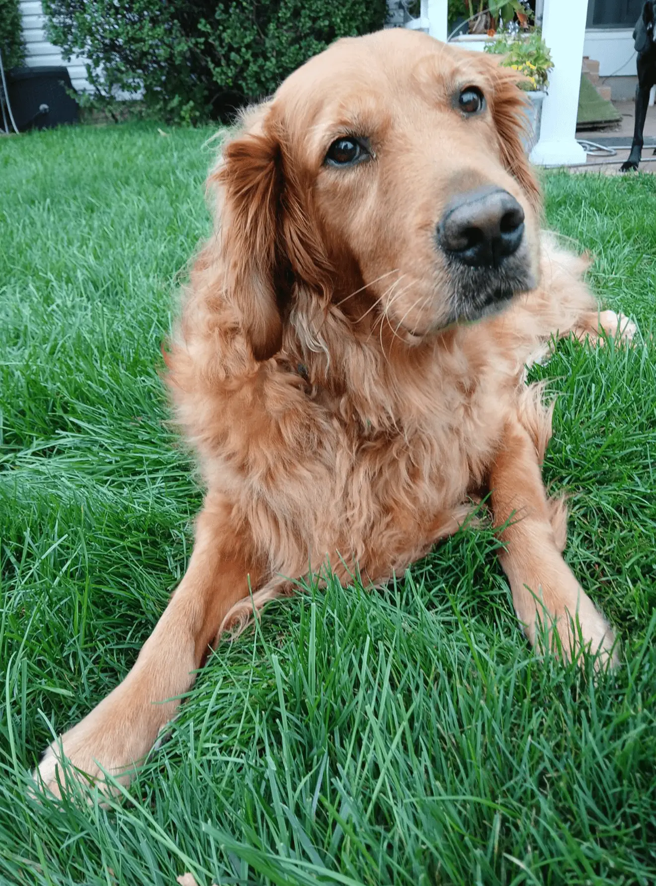 Amy Gheres, Golden Retriever Rescue Resource, President