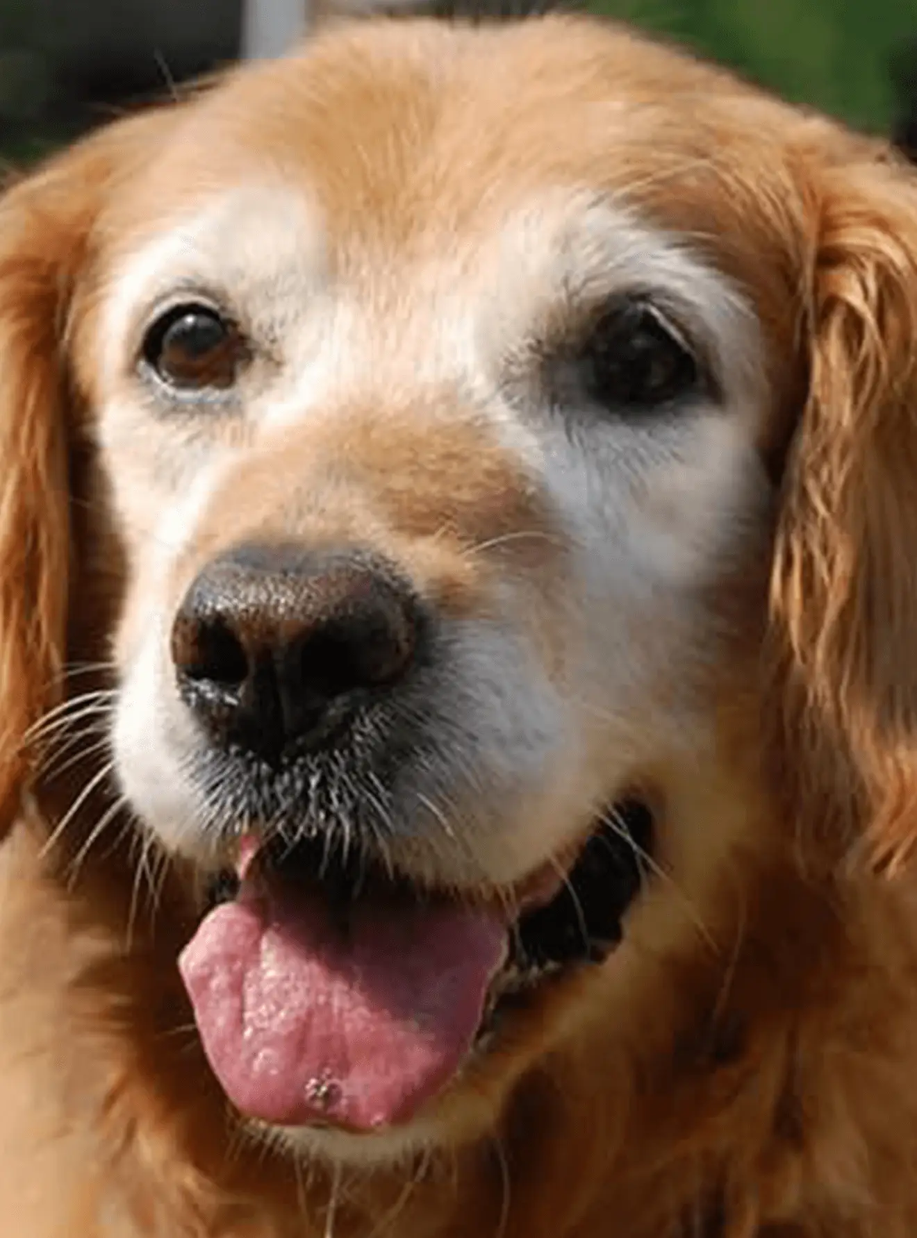 Angie-Boyer-Golden-Retriever-Rescue-Resource