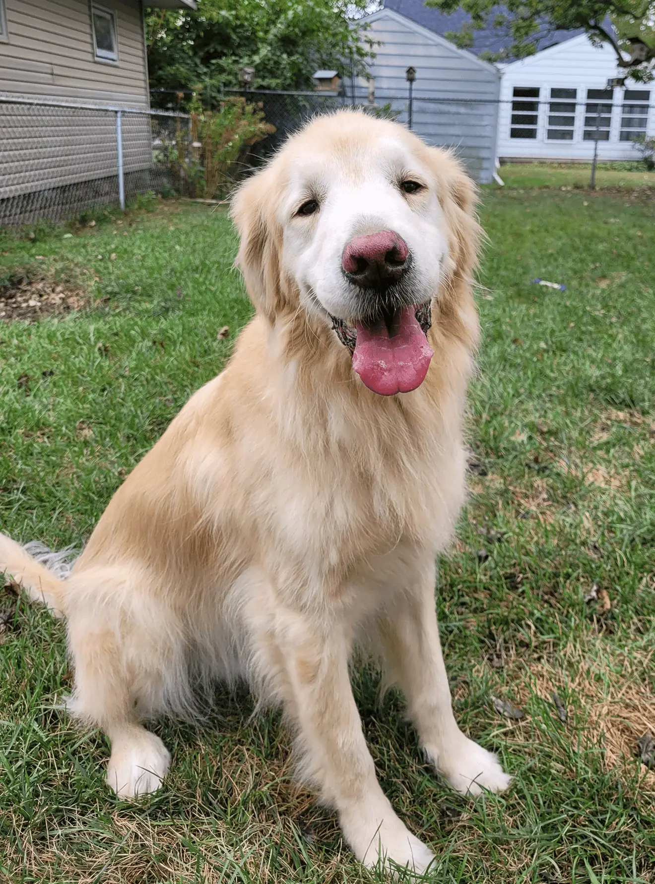 Barb-Gardner-Golden-Retriever-Rescue-Resource