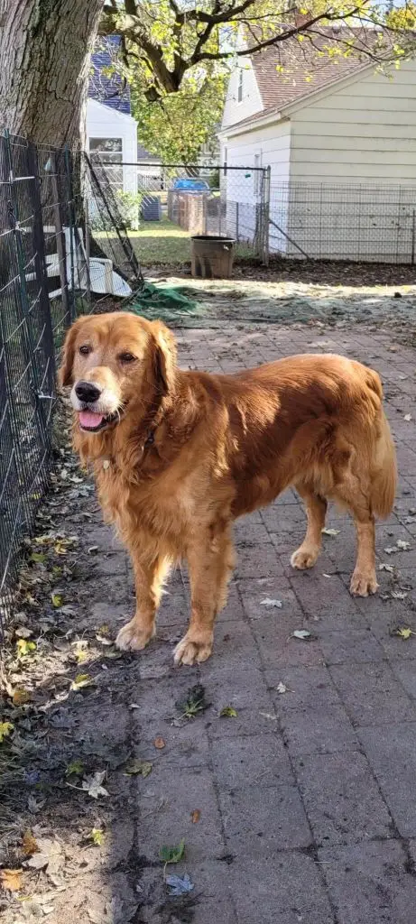 beckett-golden-retriever-for-adoption